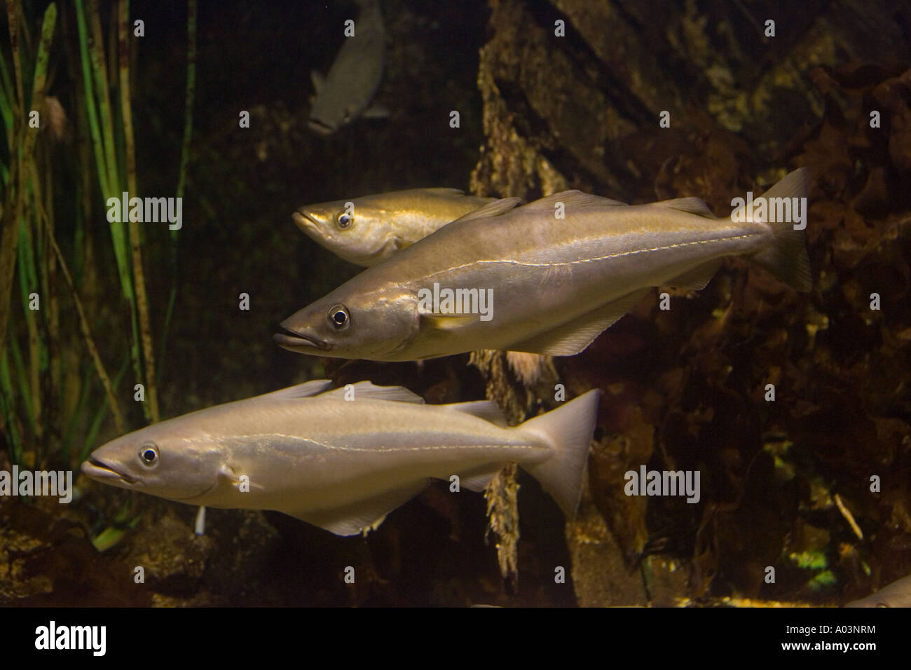 Pollack Pollachius pollachius a member of the cod family