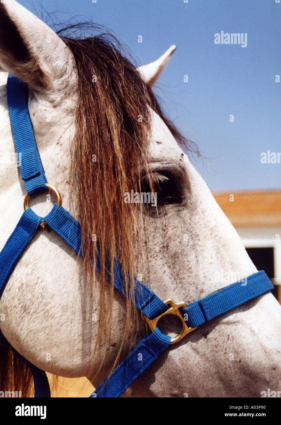 The head of a grey horse wearing a blue bridle at a stable in Southern Spain Stock Photo