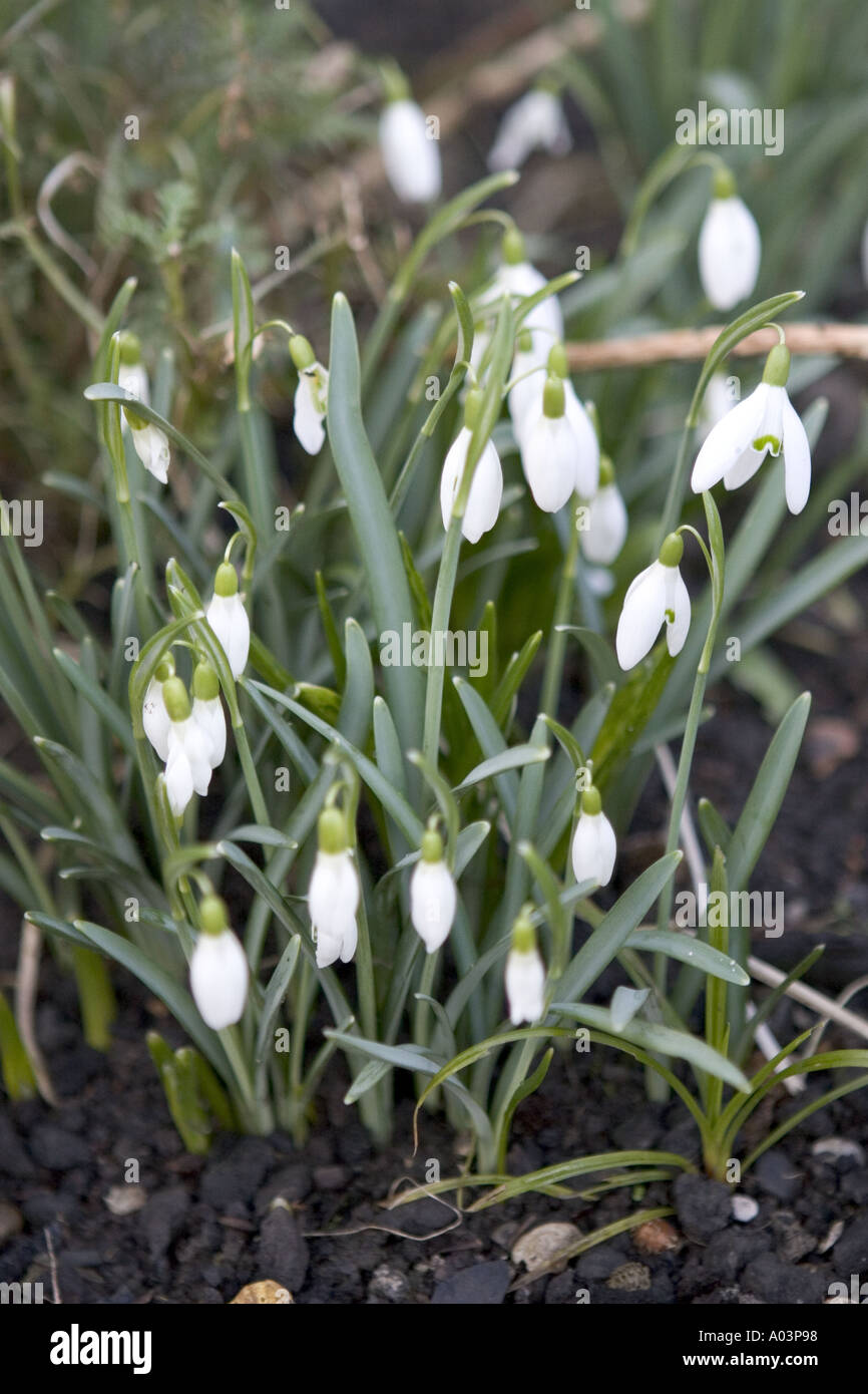A small clump of snowdrops growing in a garden March 2005 Stock Photo