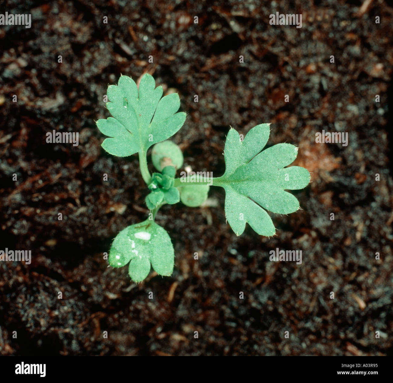 Parsley piert Aphanes arvensis seedling with three true leaves Stock Photo