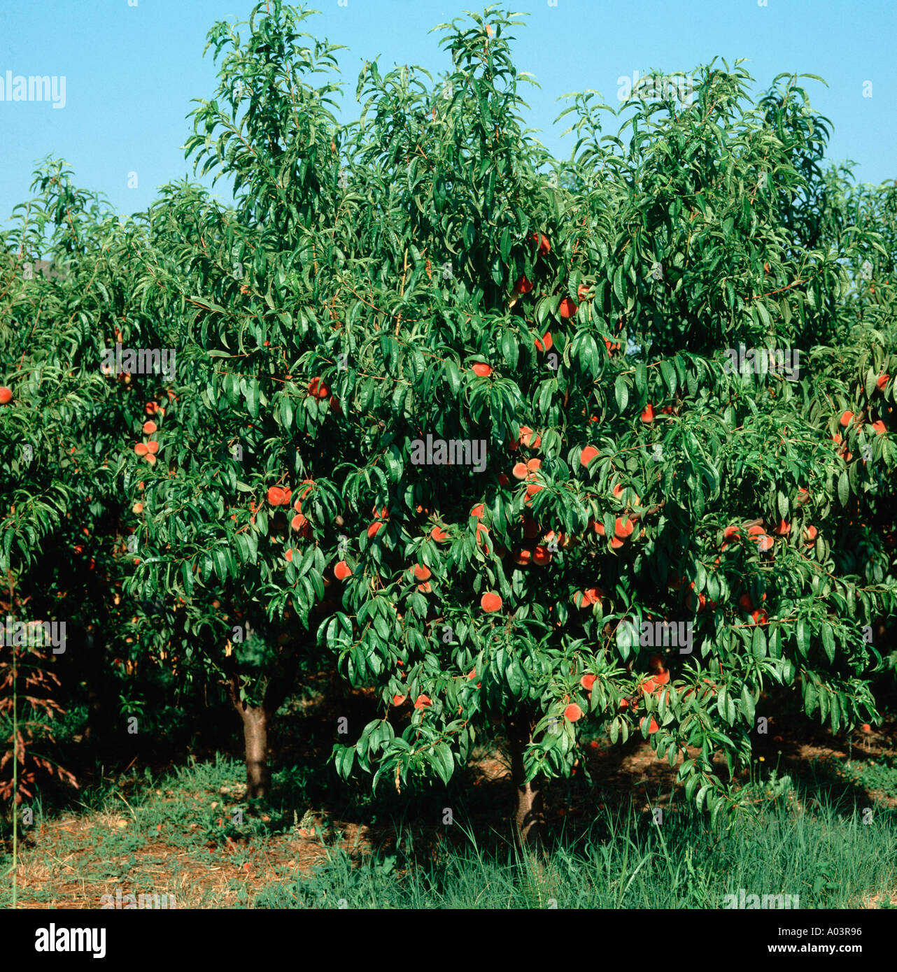 A peach tree in full ripe fruit Versilia Tuscany Italy Stock Photo - Alamy