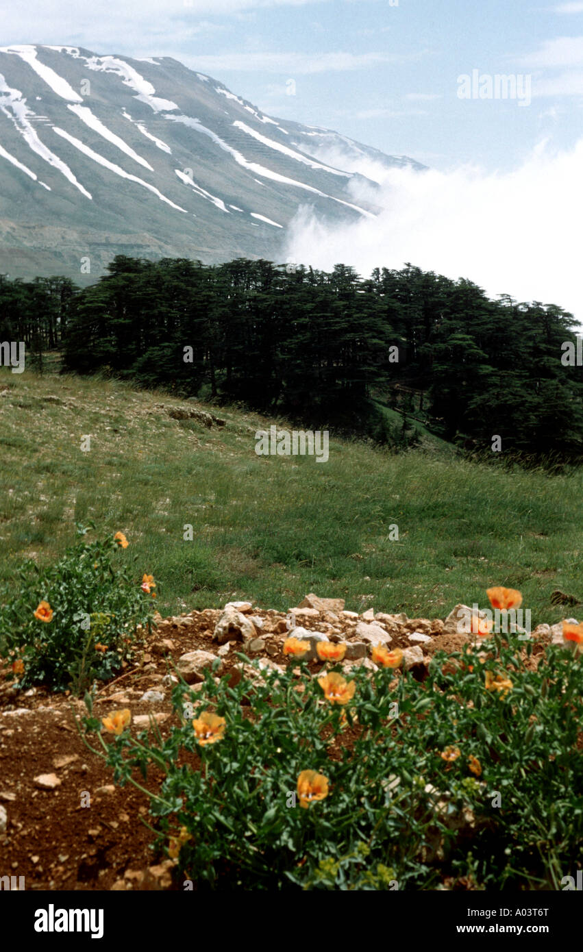 Cedars of Lebanon with yellow poppies in the forgreound Stock Photo
