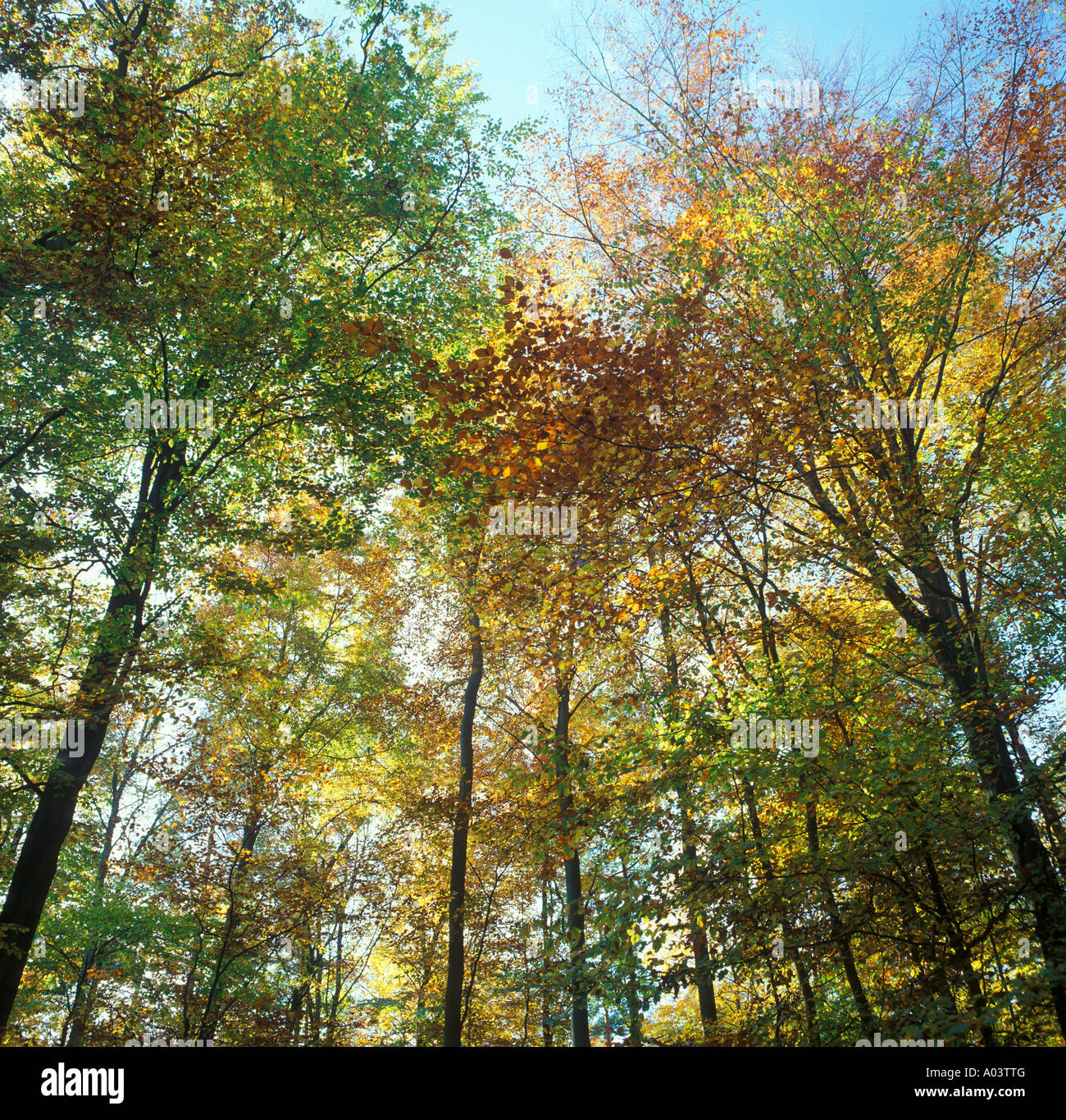 trees with colourful leaves in a forest in autumn Stock Photo - Alamy