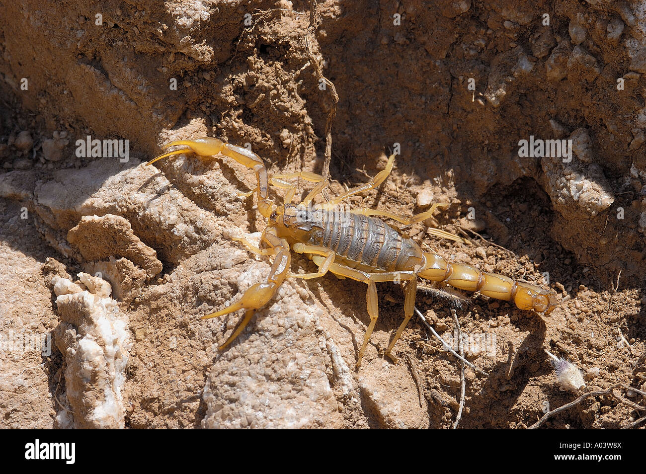 Scorpion Buthus occitanus Malaga province Andalusia Spain Stock Photo