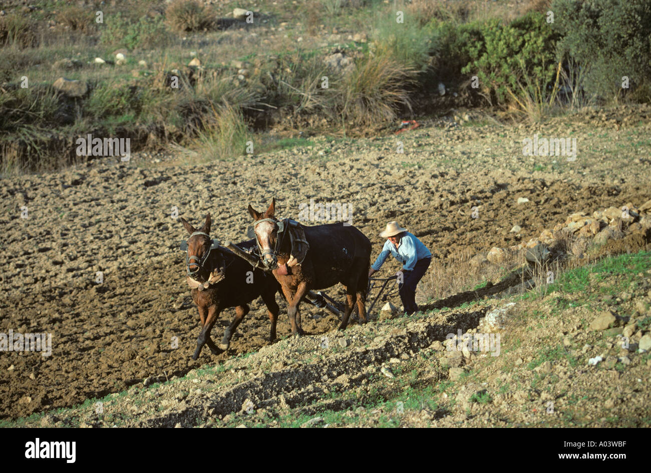 Ploughing with Mules Sierra Nevada Spain Stock Photo