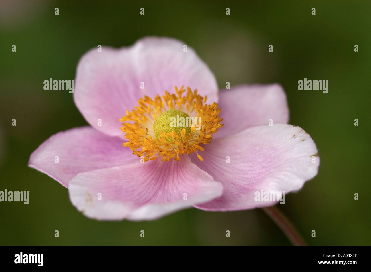 Delicate Single Flower
