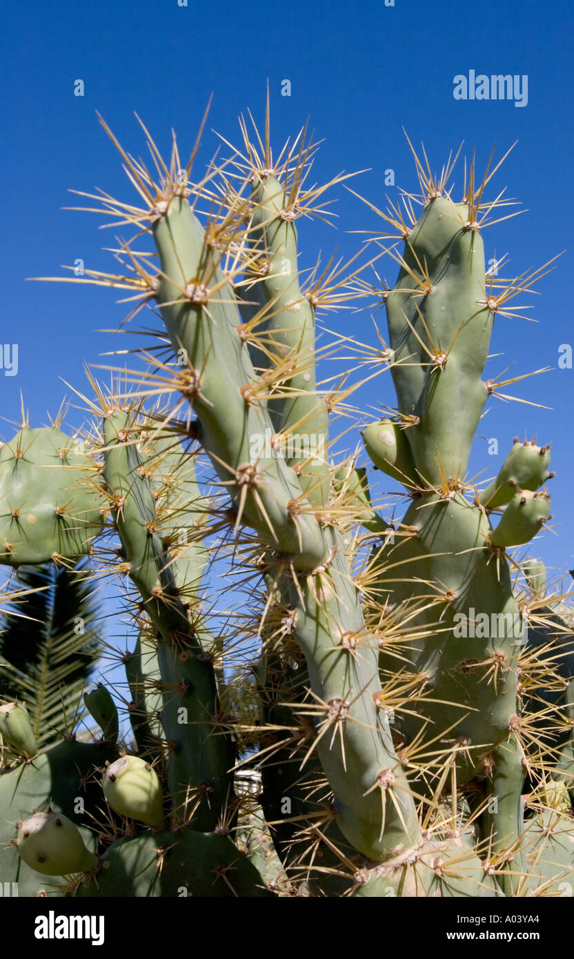 Tenerife canary cactus hi-res stock photography and images - Alamy