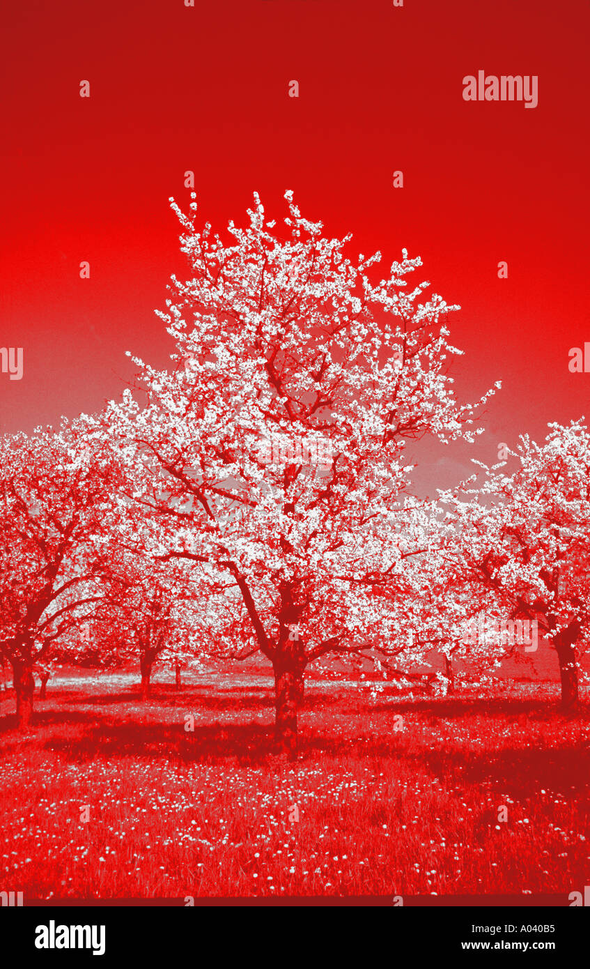 effect of a blooming cherrytree red sureal Stock Photo