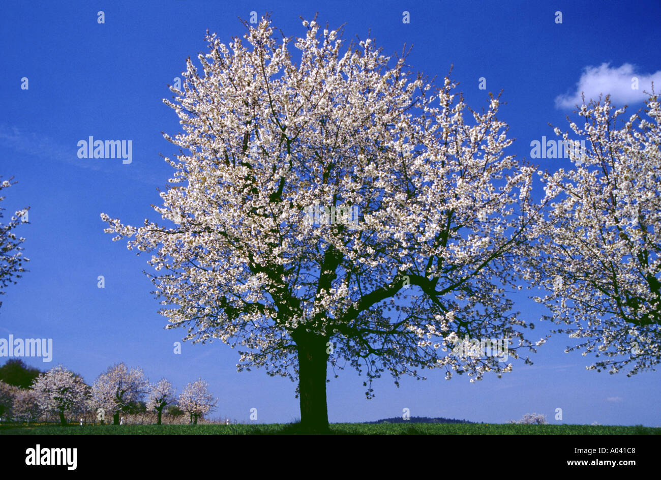 blooming cherrytree in spring blossoms white Stock Photo