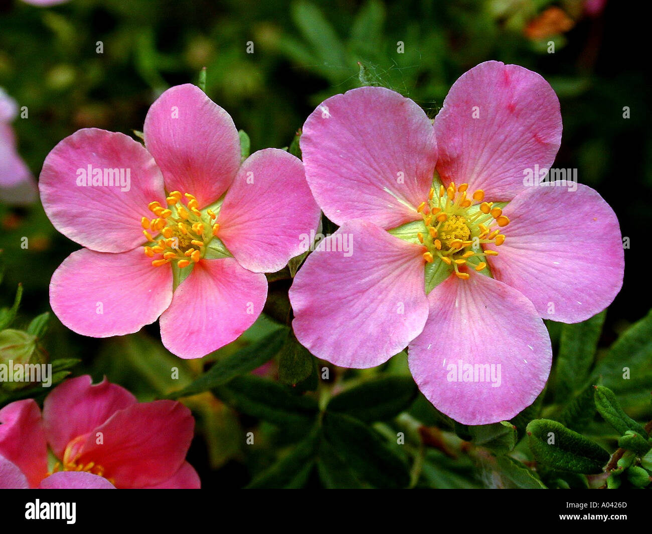 Potentilla Pink Princess flowers Stock Photo
