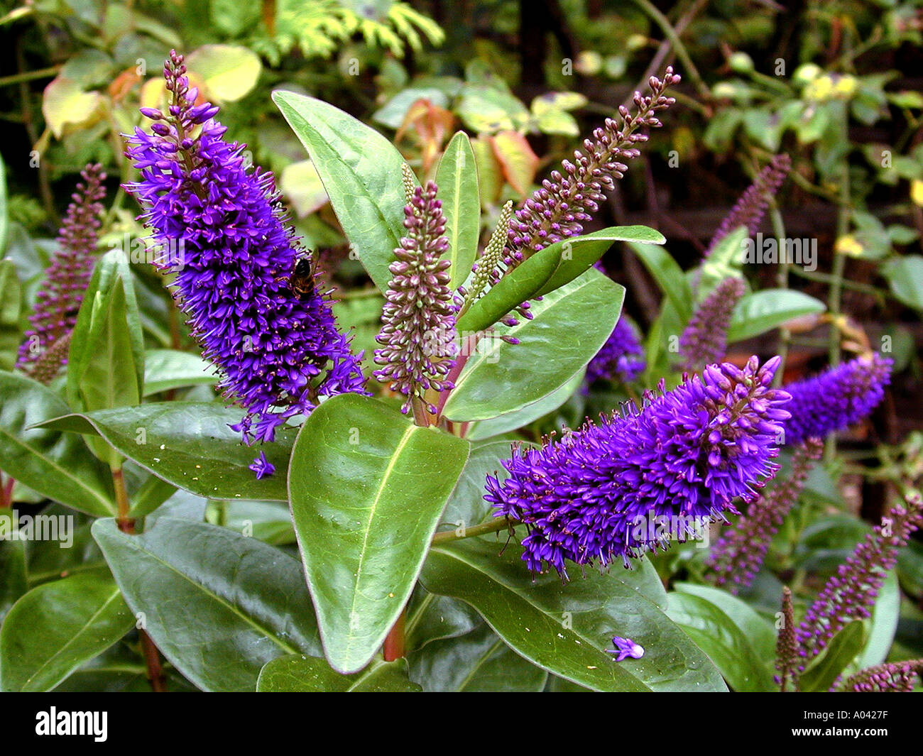 Hebe Amy flowers Stock Photo - Alamy