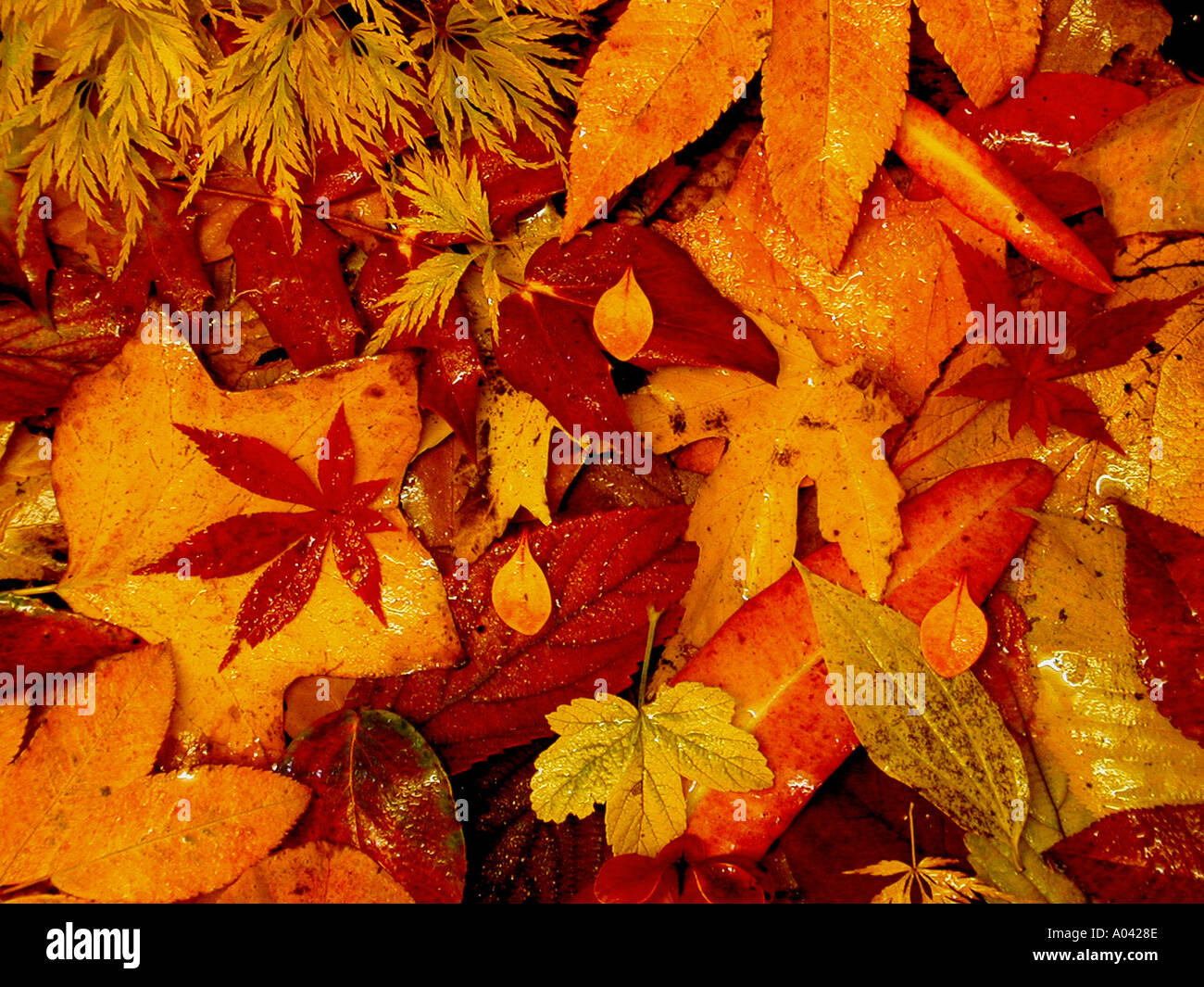Autum Leaves Carpet Stock Photo