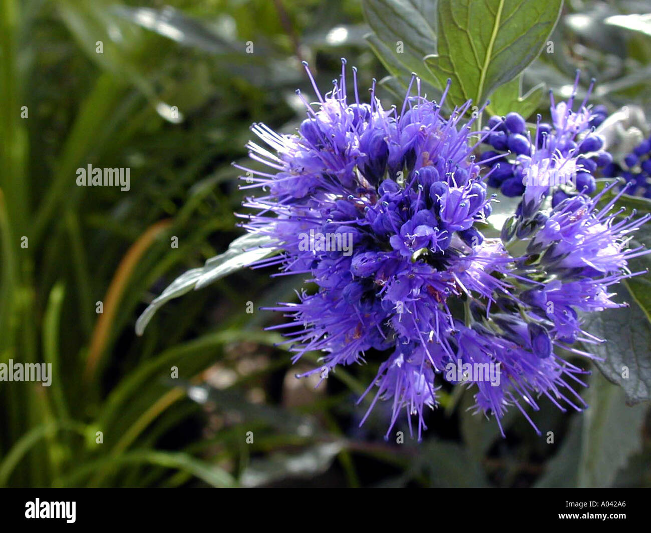 Caryopteris clandonensis Kew Blue Stock Photo - Alamy