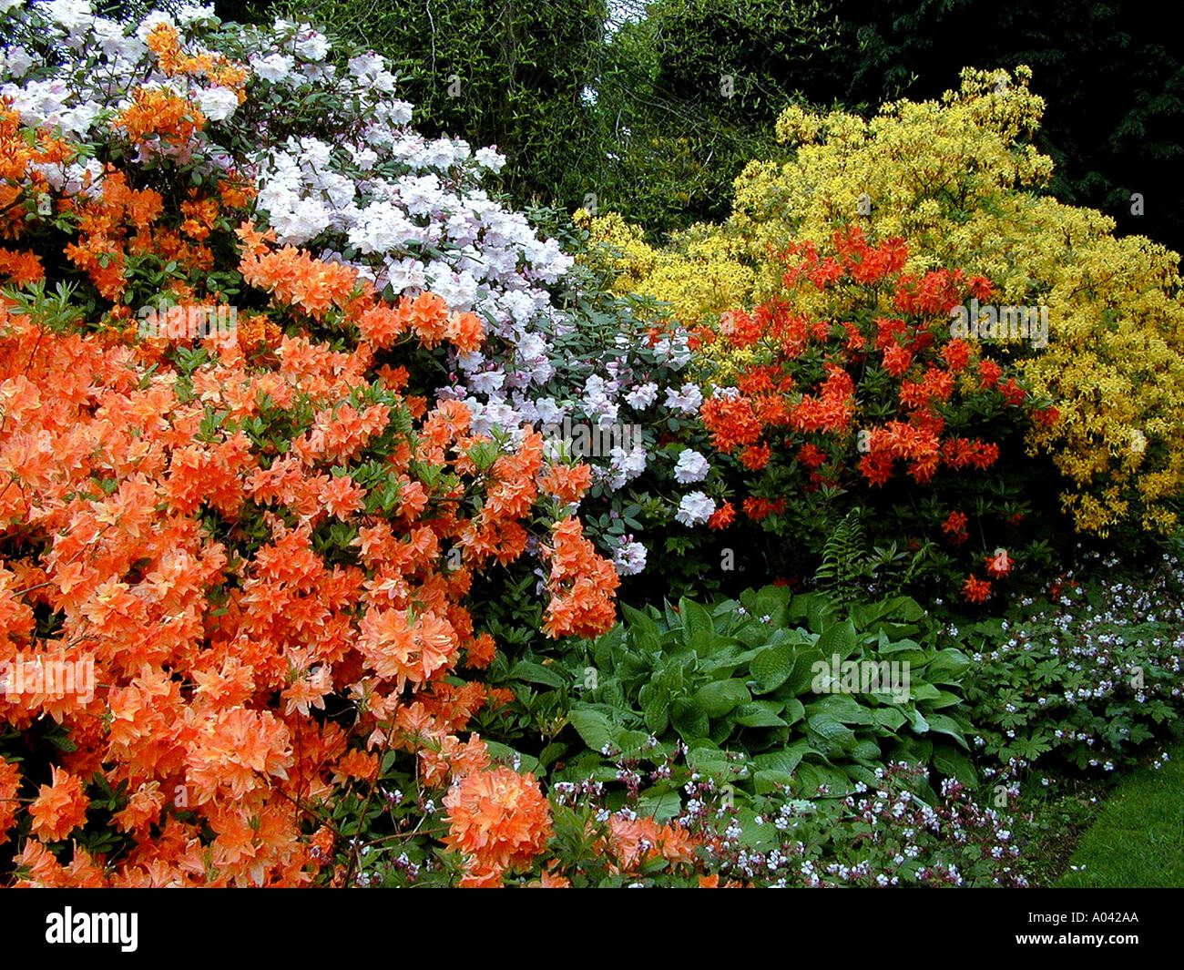 garden View of azaleas and rhododendrons flowers Stock Photo