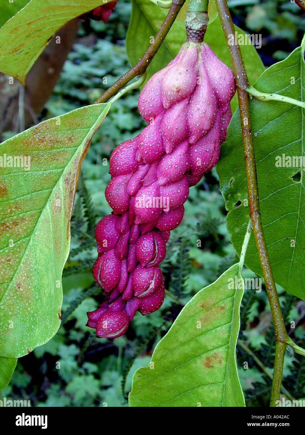 Magnolia cv seed cluster Stock Photo