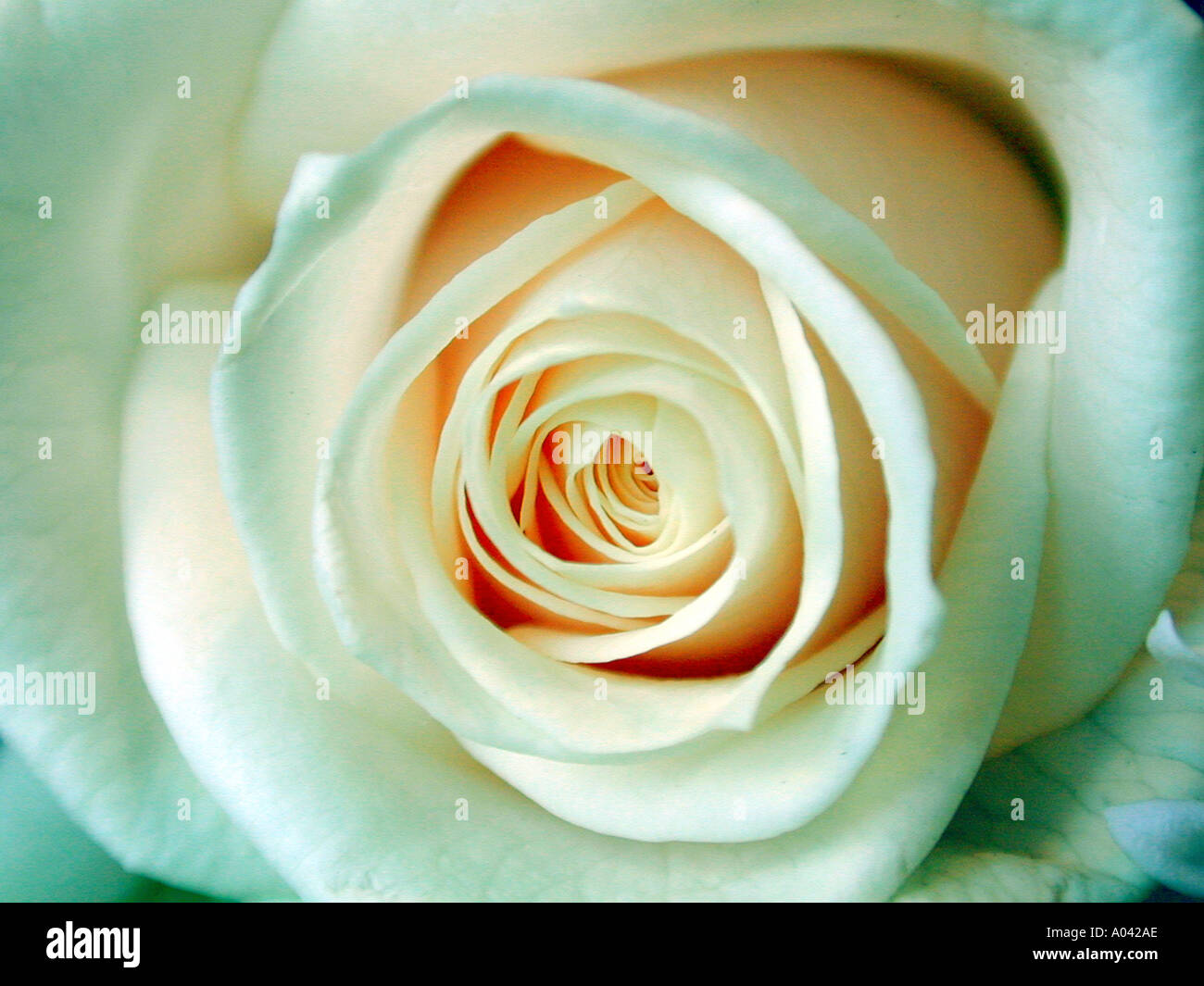 White rose close hi-res stock photography and images - Alamy