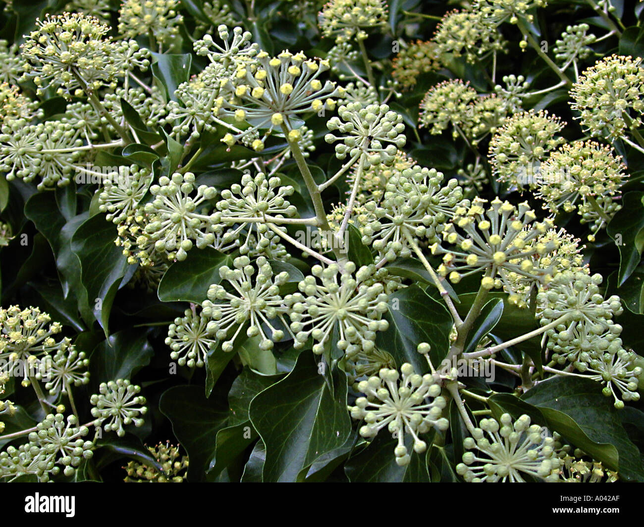 English ivy identification and control: Hedera helix - King County,  Washington