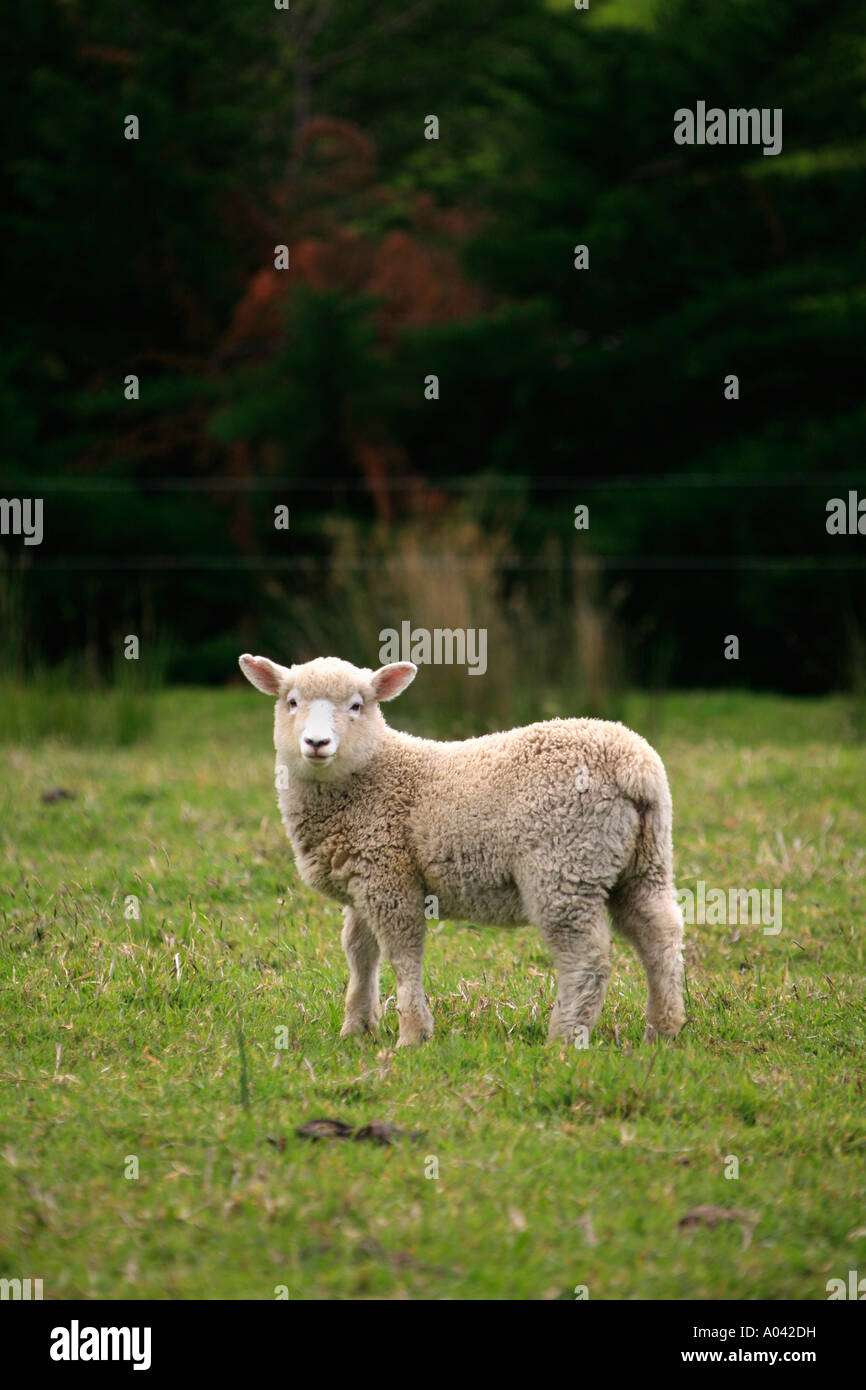 A young and healthy Romney lamb in a field in New Zealand Stock Photo