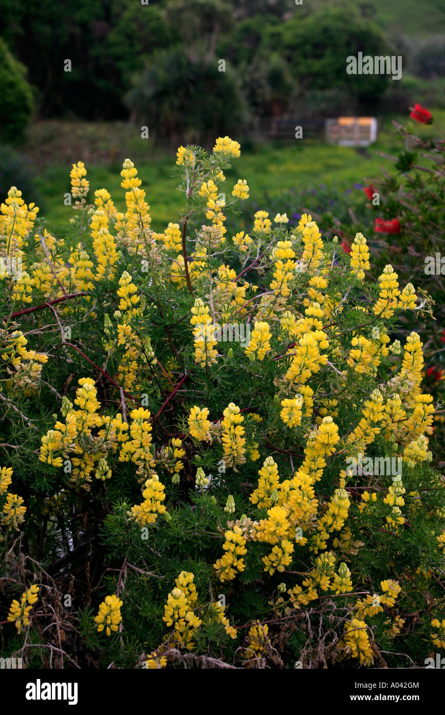 Yellow Lupins grow wild in a field in New Zealand Stock Photo