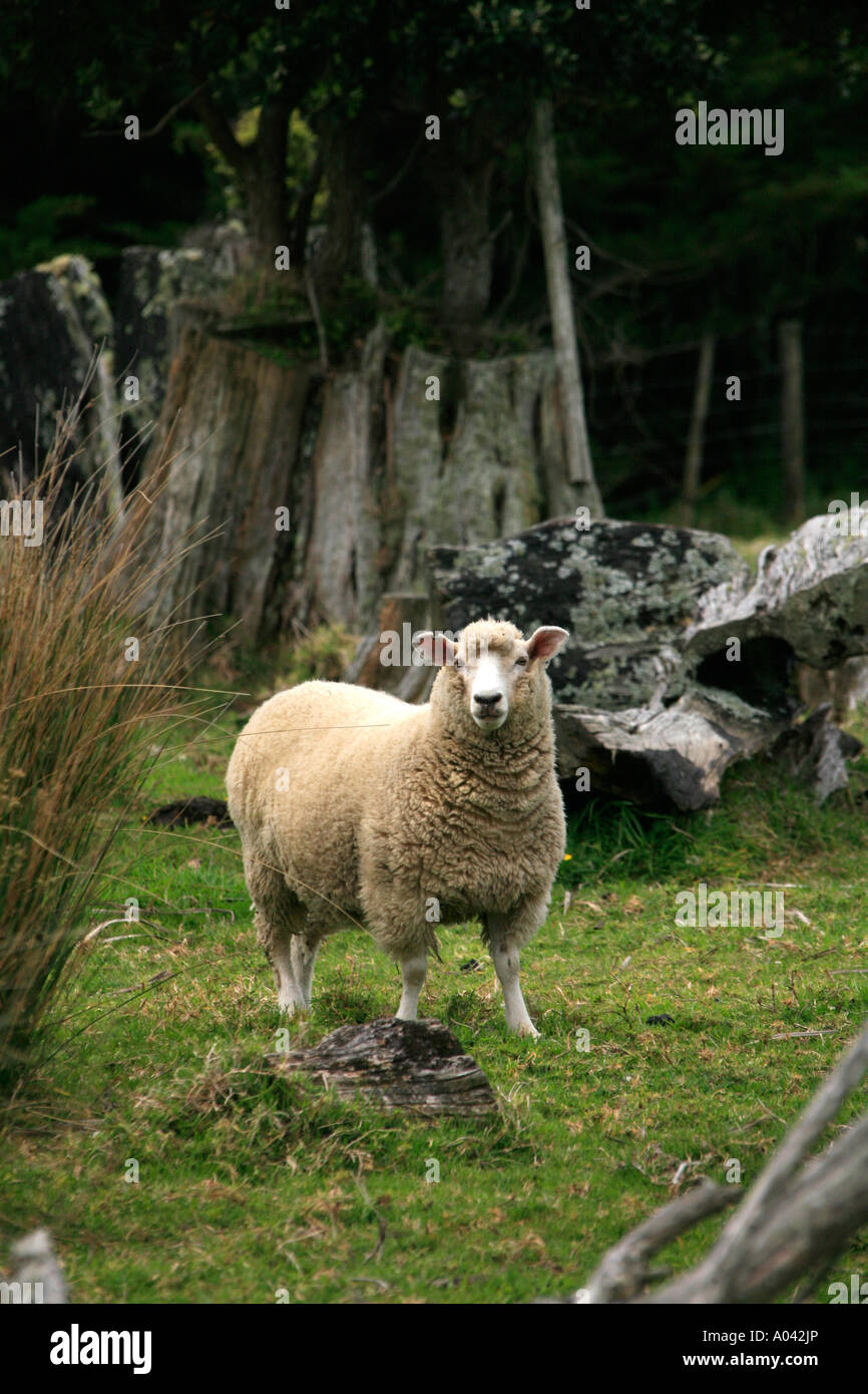 An old Romney ewe in back-country farm in New Zealand Stock Photo
