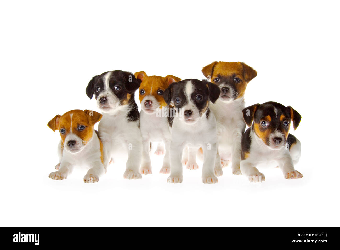 Group of 6 seven week old Jack Russell Terrier puppies on white background sitting and squatting on floor. JMH1982 Stock Photo