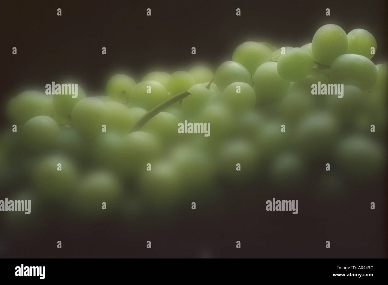 Thompson Seedless grapes Stock Photo Alamy