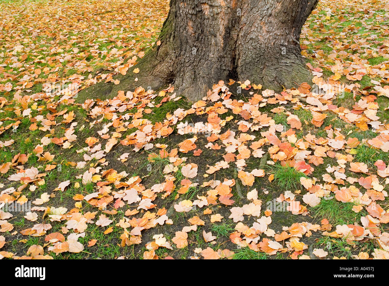Fallen italian maple leaves Acer opalus Klon wloski liscie jesienia Stock Photo