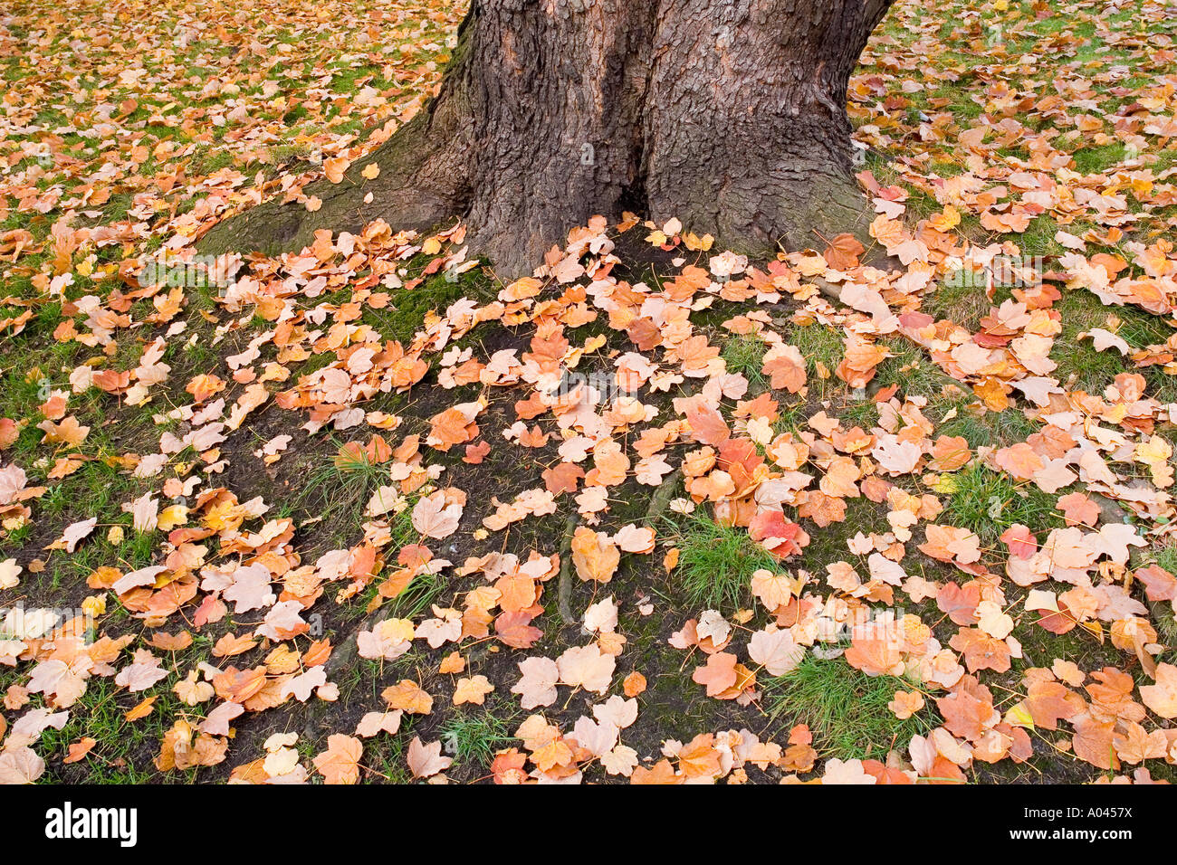 Fallen italian maple leaves Acer opalus Stock Photo