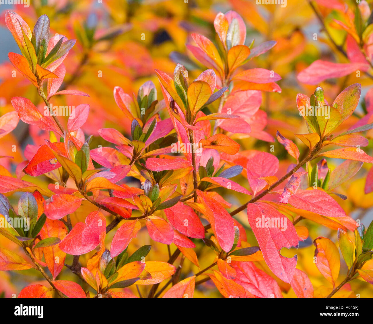 Rhododendron leaves turning red in autumn Stock Photo Alamy