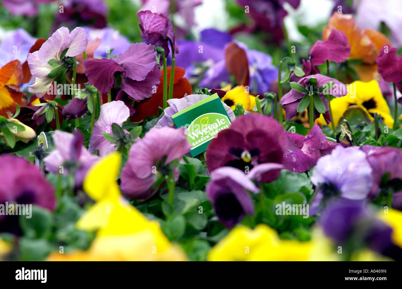 Pansies for sale at a Wyevale Garden Centre nursery in spring Stock