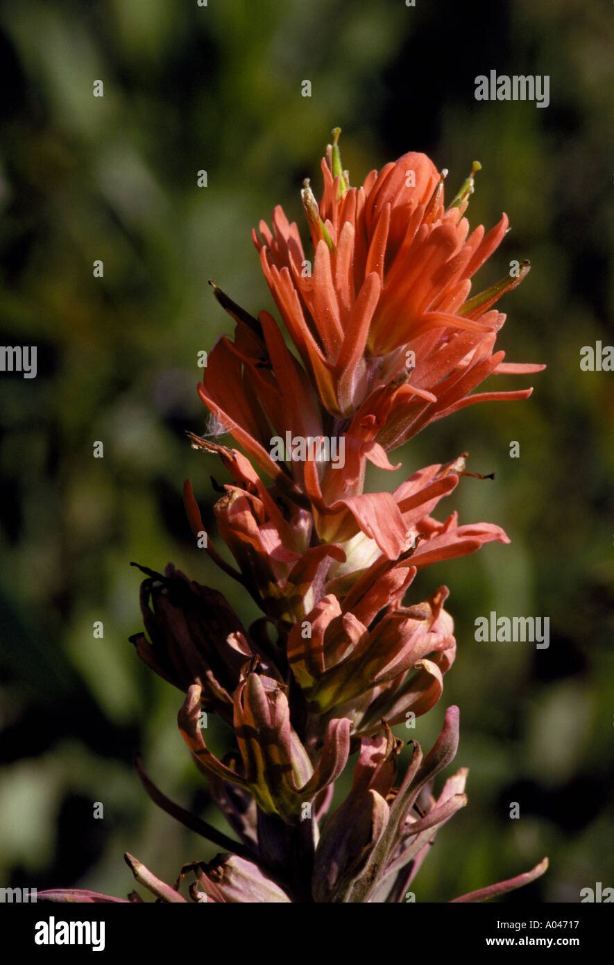 Prairie Paintbrush Casstilleja purpurea found near Johnson City Texas Stock Photo