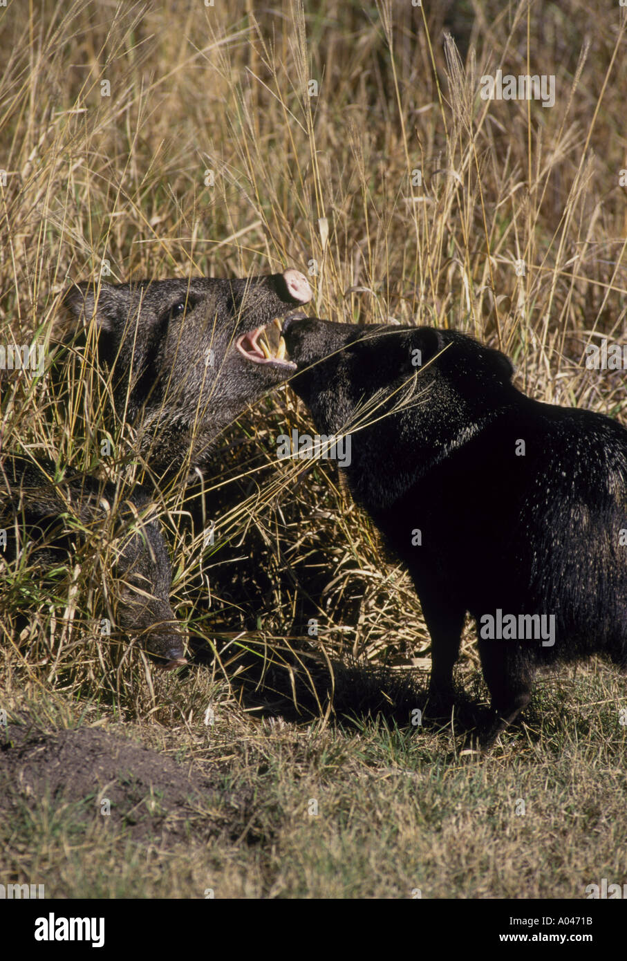 Javelina Peccary Found in the Texas Brush Country Stock Photo Alamy