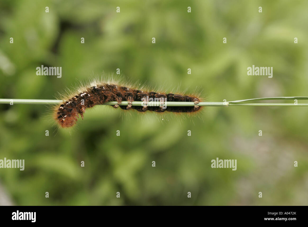 Caterpillar on blade of grass Stock Photo Alamy
