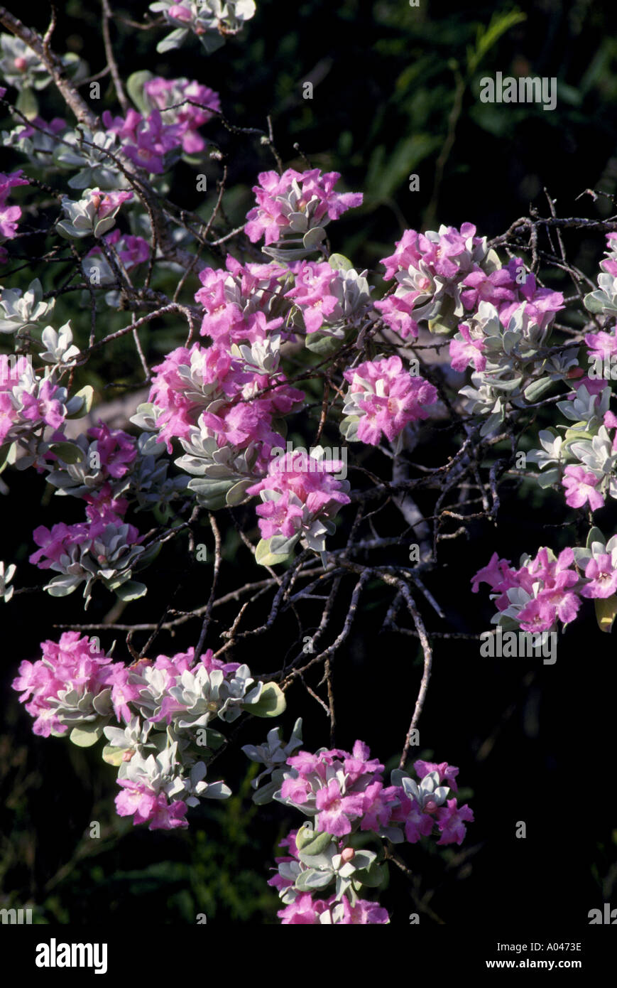 Cenizo Silverleaf Barometer Bush Leucophyllum frutescens found in Live Oak County Texas Stock Photo