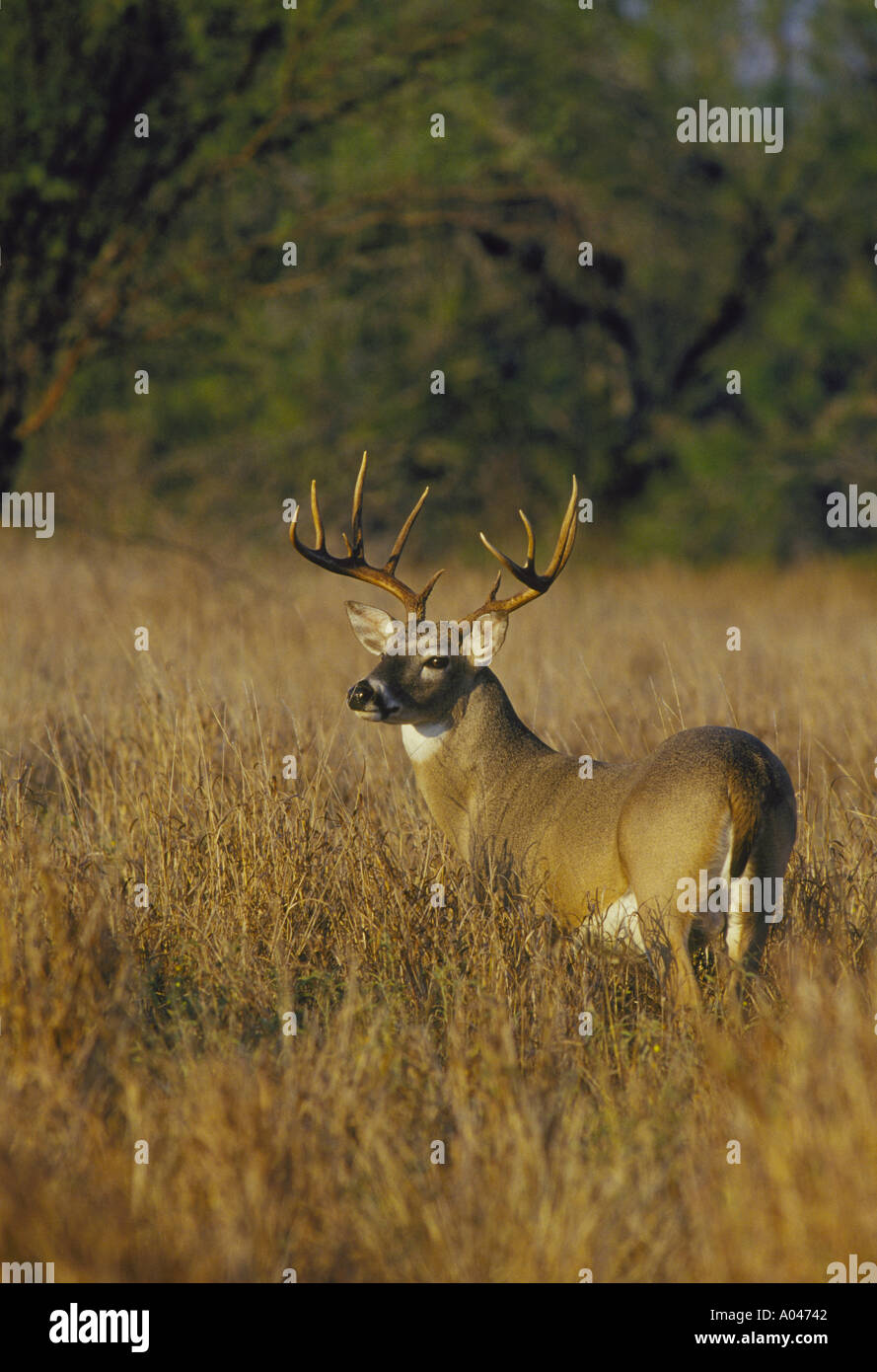 Whitetail buck rut hi-res stock photography and images - Alamy