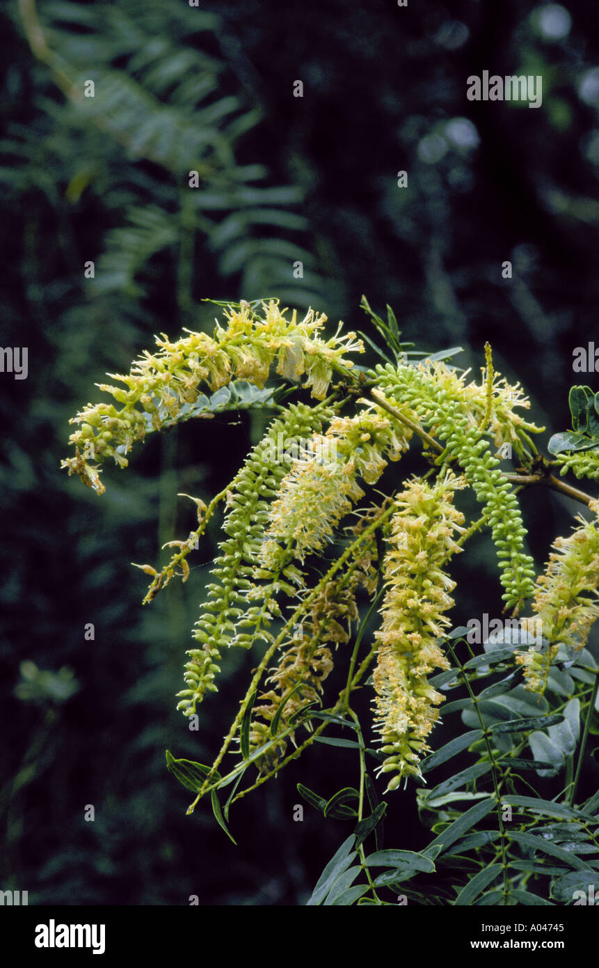 Honey Mesquite Prosopis juliflora Bee County Texas Stock Photo Alamy