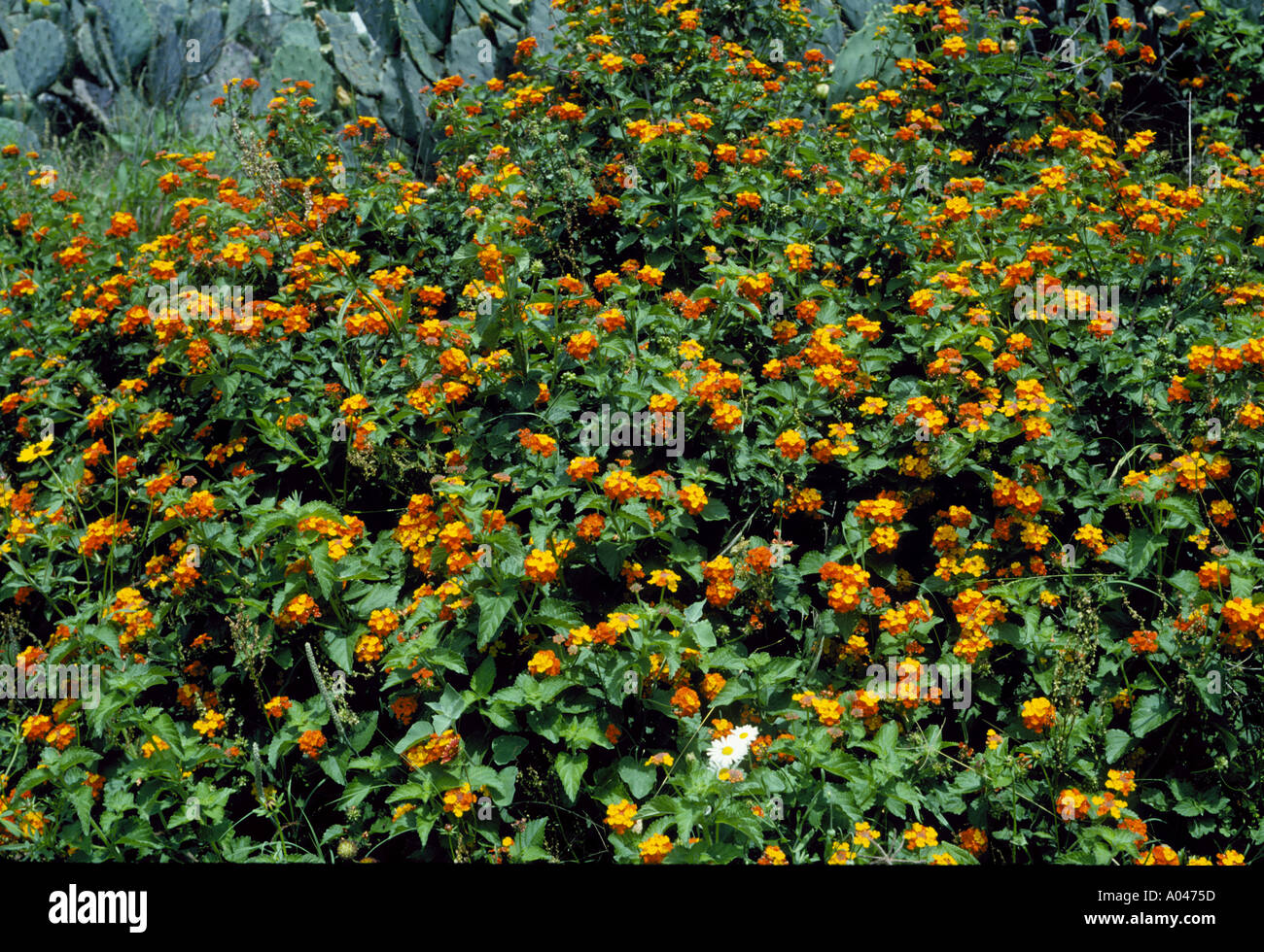 Texas lantana flower hi-res stock photography and images - Alamy