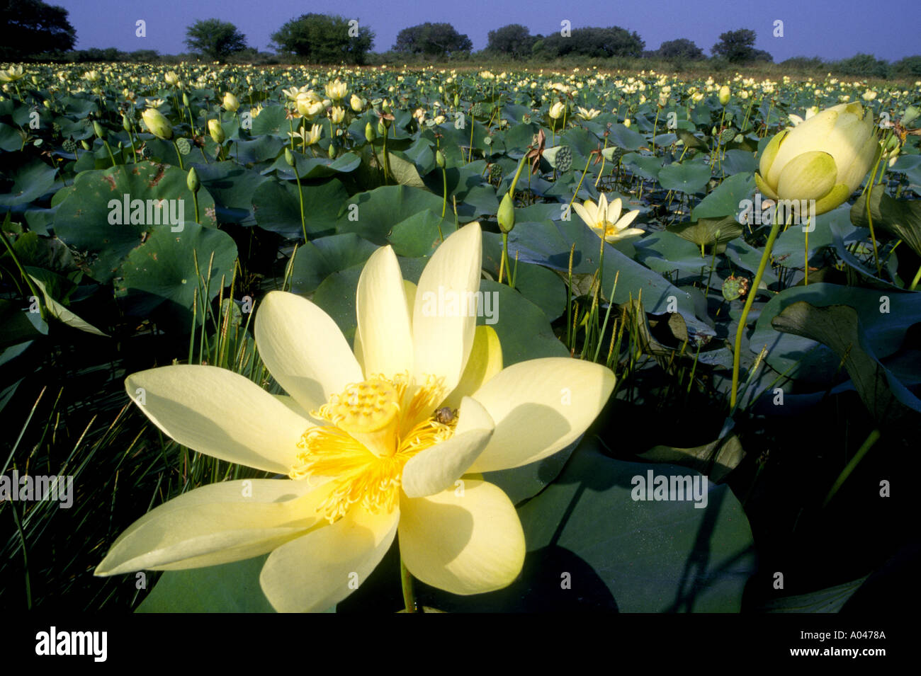 https://c8.alamy.com/comp/A0478A/american-lotus-nelumbo-lutea-found-in-bee-county-texas-wild-flowers-A0478A.jpg