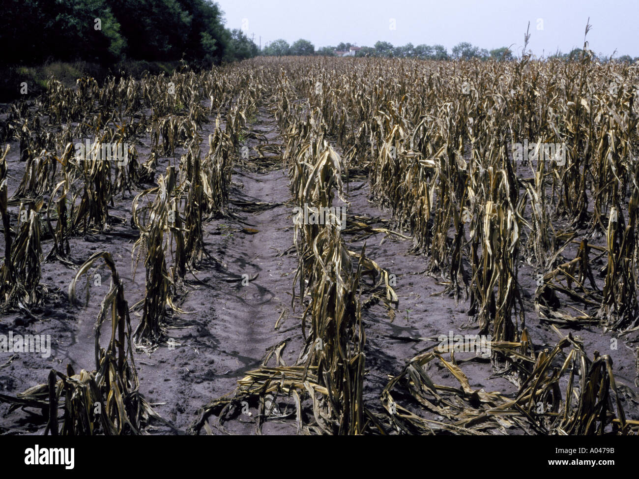 Corn crop destroyed by drought hot dry weather Stock Photo Alamy