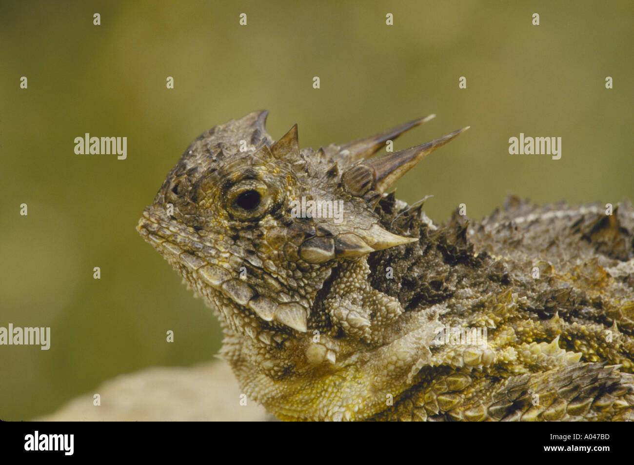 Texas Horned Lizard Phrynosoma Endangered Stock Photo - Alamy