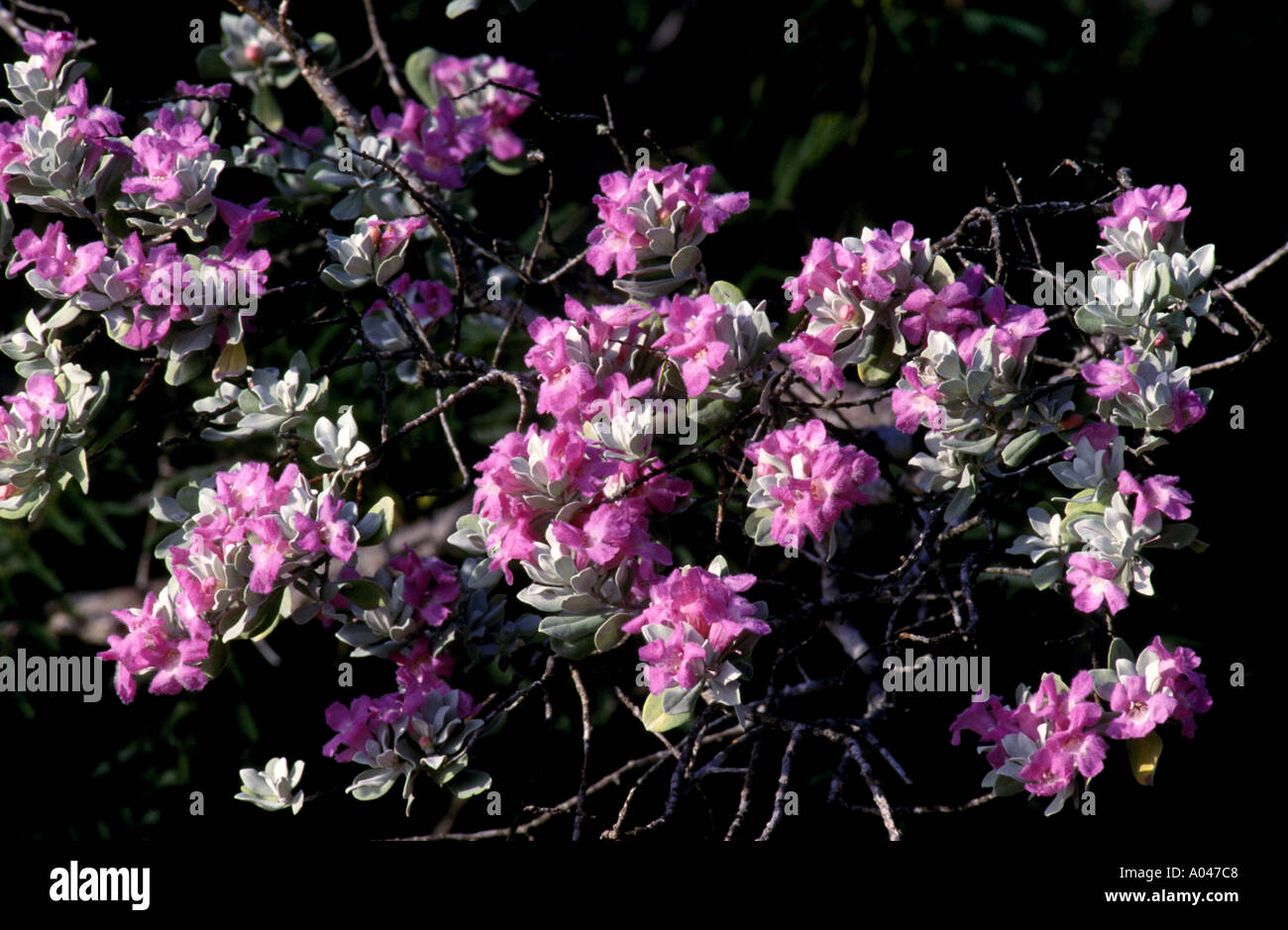 Cenizo Silverleaf Barometer bush Leucophyllum frutescens found in Live Oak County Texas Stock Photo