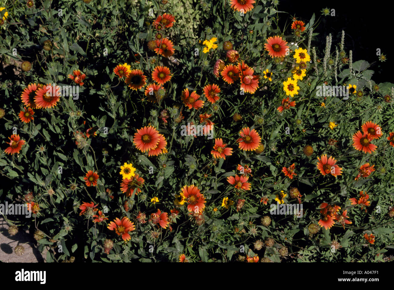 Indian Blanket Gaillardia pulchella grow on roadsides on many roads in South Texas Stock Photo