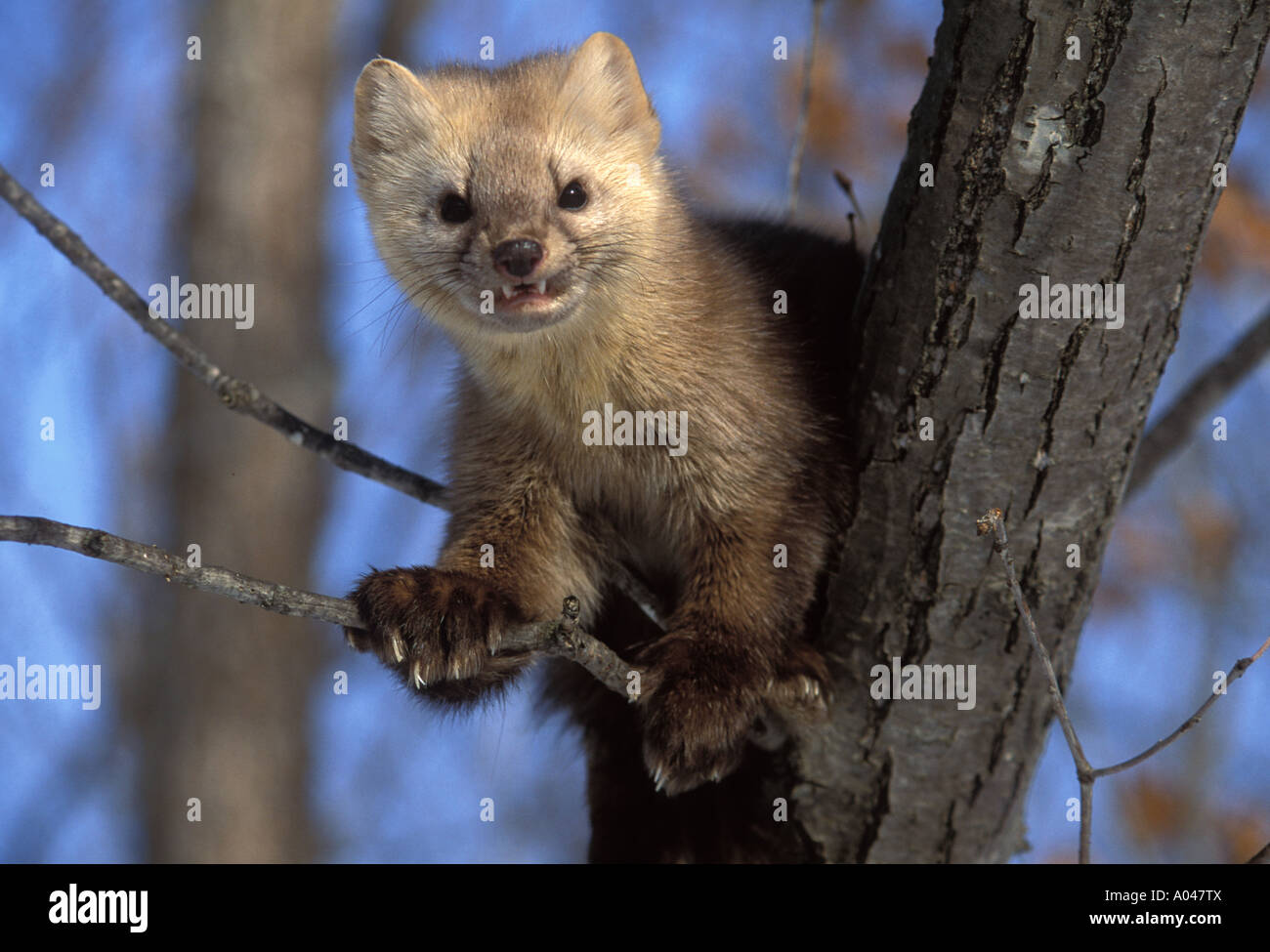 Sable Martes Zibellina Zibellina Ussuriland Southern Far East Of