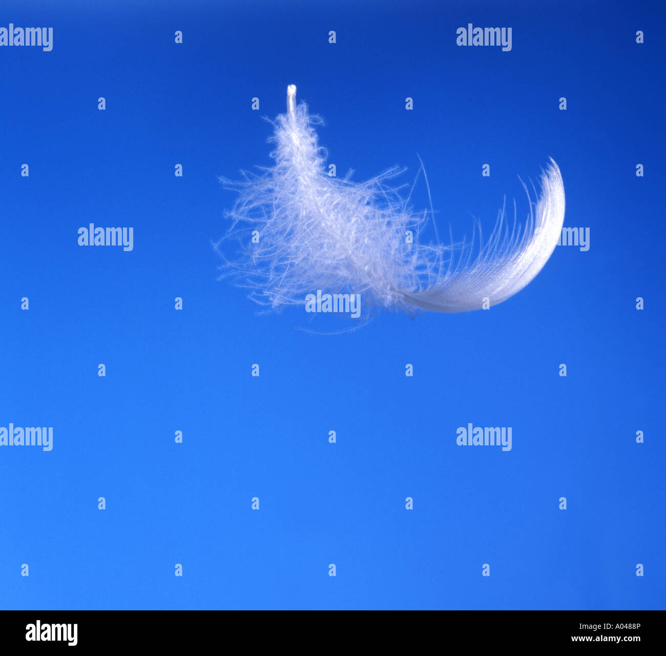 Feather is floating down slowly Stock Photo