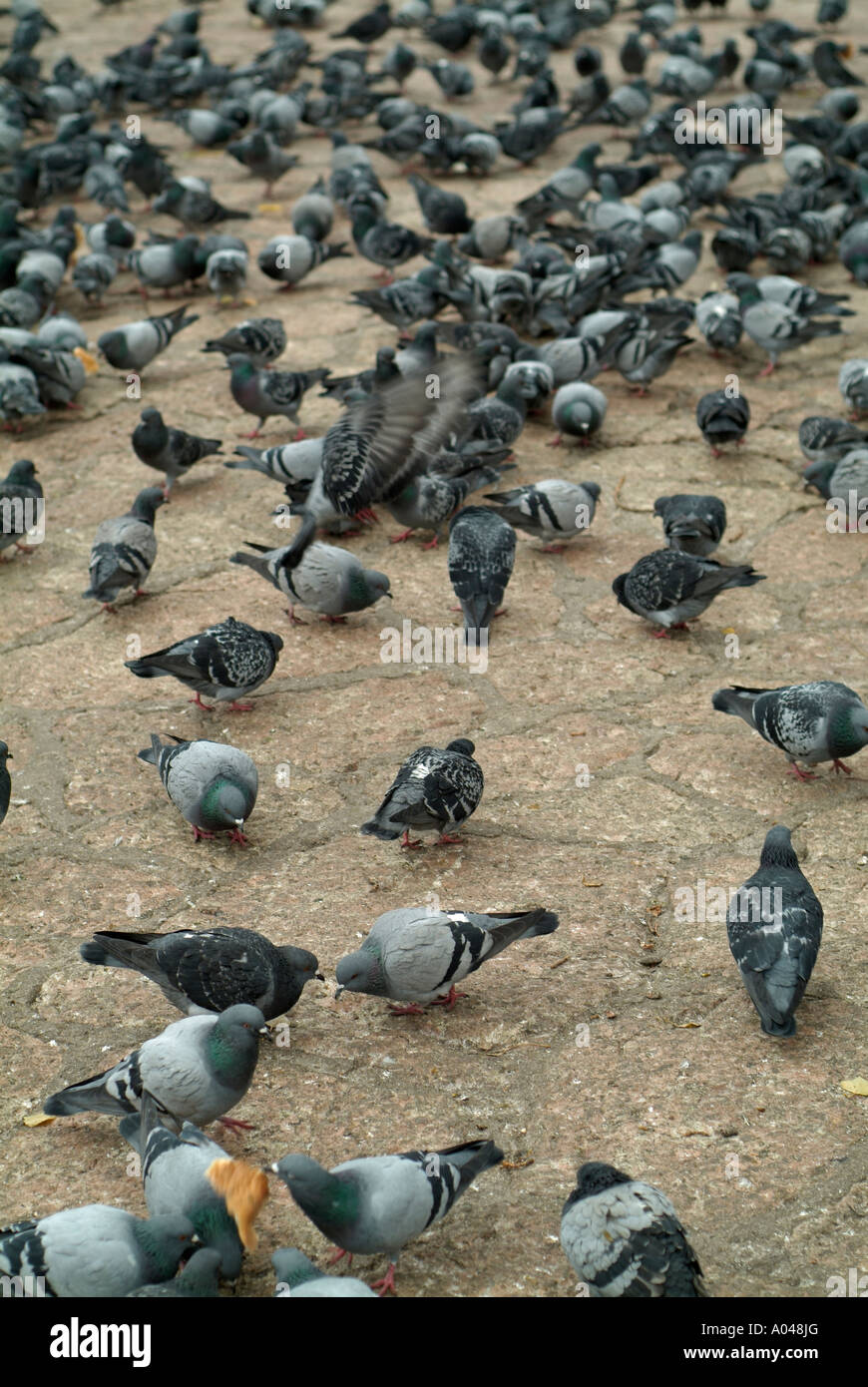 Pigeons Stock Photo