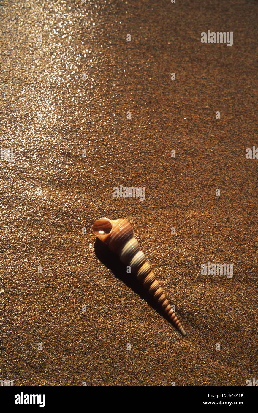 Seashell on beach in Caribbean Stock Photo - Alamy
