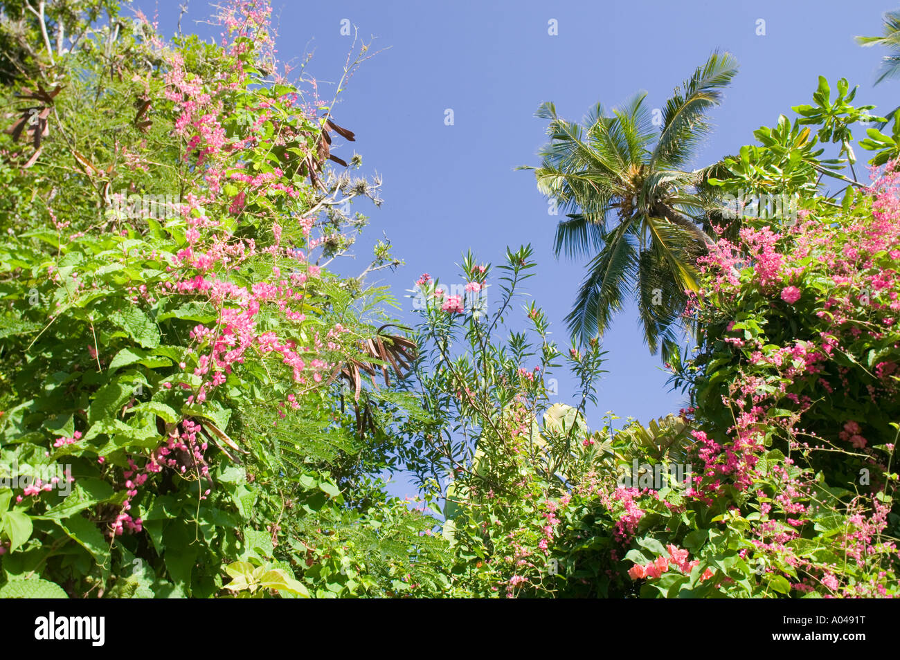 Africa Kenya Mombasa Morning sun lights bougainvillea flowers and palm