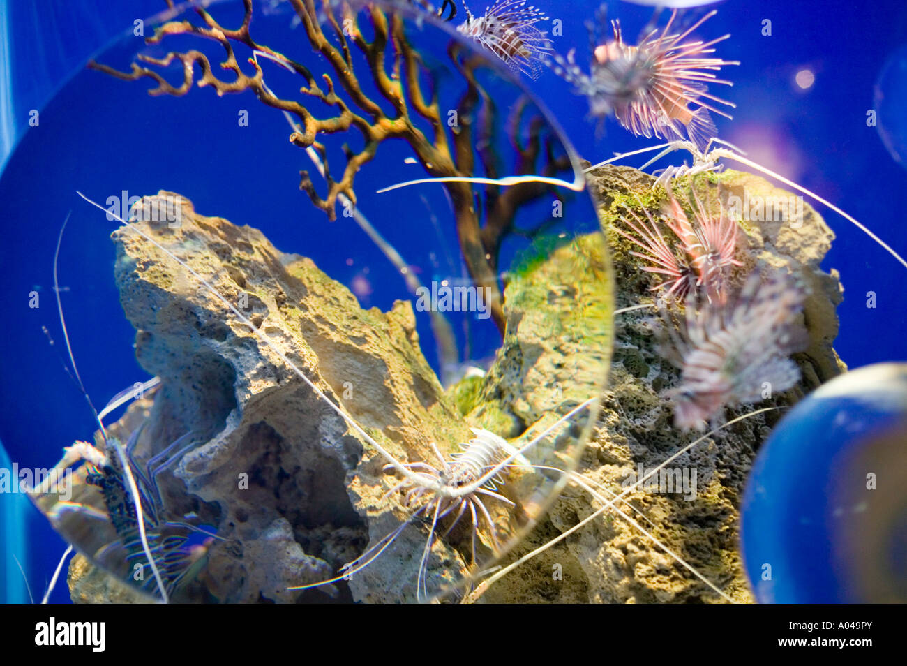 South Africa Cape Town Devil Firefish Pterois miles on display at Two ...