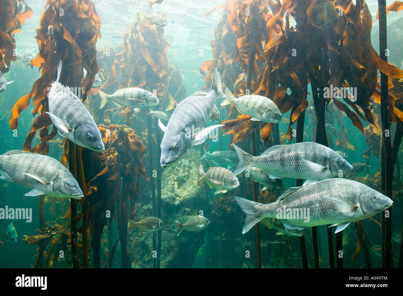 South Africa Cape Town Atlantic Ocean Fish swimming in Kelp Forest ...
