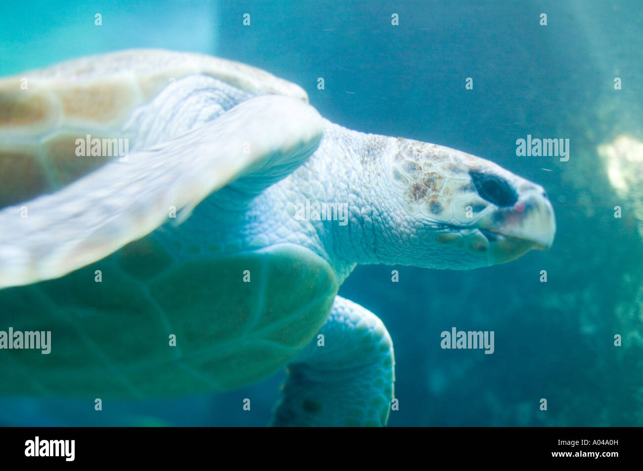 South Africa Cape Town Leatherback Turtle Dermochelys coriacea swimming